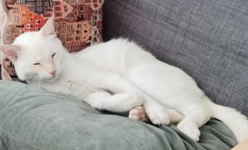 Bao Bild von Bao