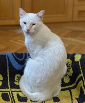 Bao Bild von Bao
