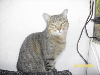 Tanit Bild von Tanit