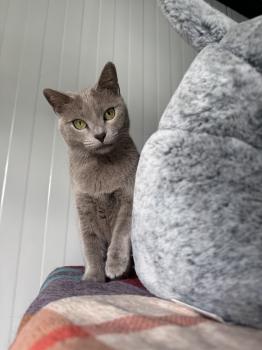 Tess Bild von Tess