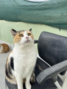 Bild von Rosalba