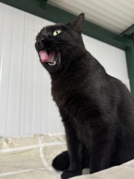 Nahla Bild von Nahla