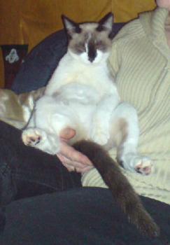 Tapsy in Deutschland Bild von Taps-Boliche