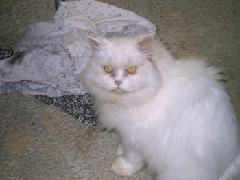 Blanca Bild von Blanca