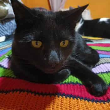 Bild von Rocky