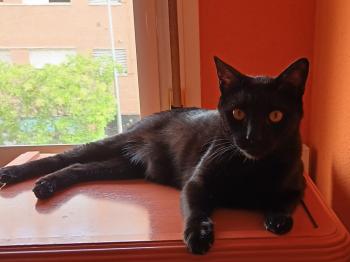 Bild von Rocky