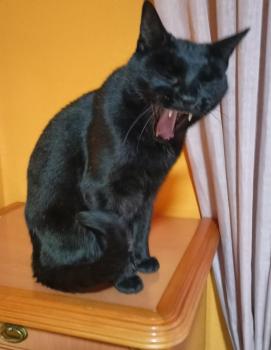 Bild von Rocky