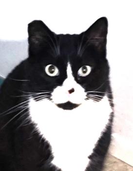 Maisha Bild von Maisha