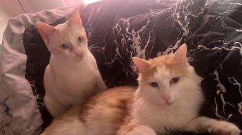 Snowi und Nacho Bild von Snowi