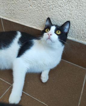 Tico Bild von Tico