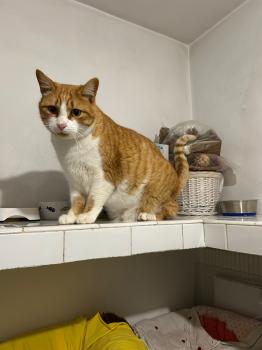 Joplin Bild von Joplin