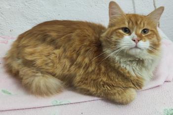 Cheeto Bild von Cheeto