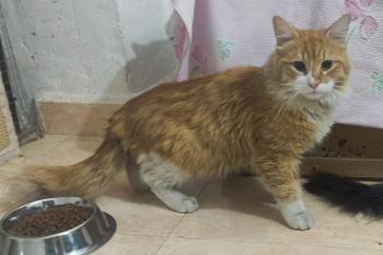 Cheeto Bild von Cheeto