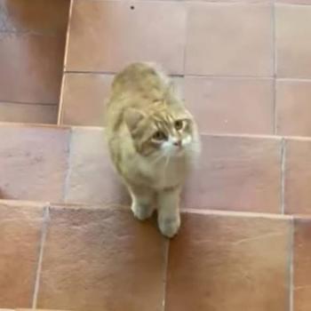 Cheeto Bild von Cheeto