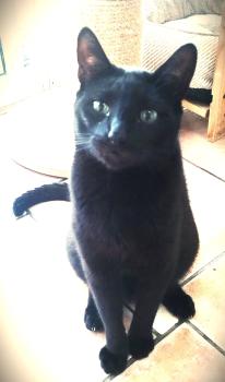 Bild von Vampi