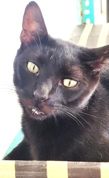 Bild von Vampi