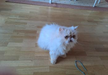 Pumuckl Bild von Pumuckl