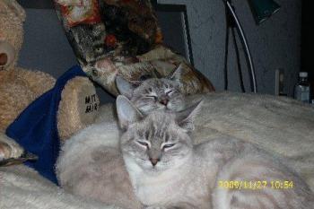 Bild von Chanel
