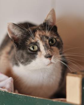 Bild von Peti