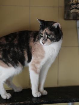 Bild von Peti