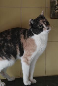 Bild von Peti