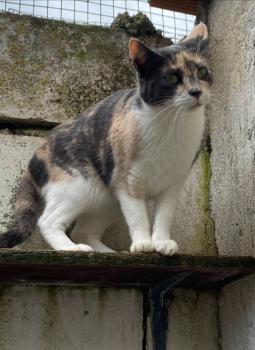 Bild von Peti