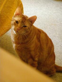 Levi Bild von Berlioz