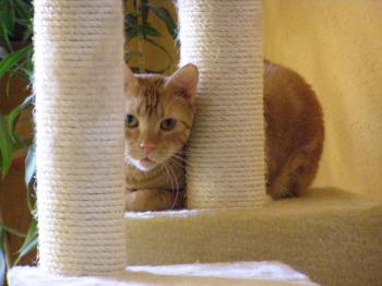 Levi Bild von Berlioz