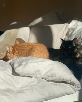 Tommy Bild von Tommy