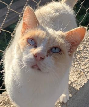 Leo Bild von Leo