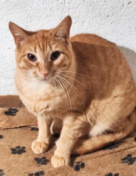Bild von Peach