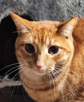 Bild von Peach
