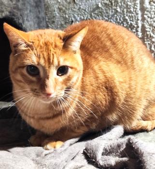 Bild von Peach