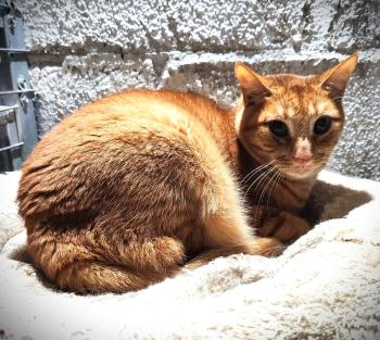Bild von Peach