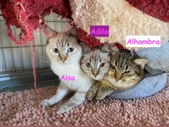 Bild von Adila