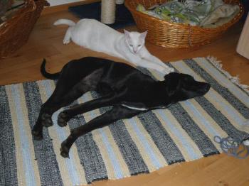 Dido Bild von Dido
