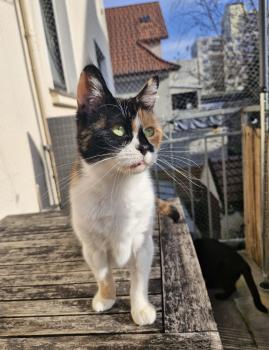Reina Bild von Reina