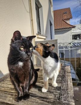Reina Bild von Reina