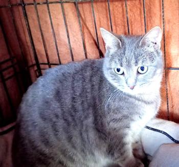 Bild von Angelica