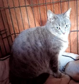 Bild von Angelica