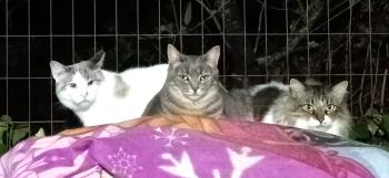Bild von Angelica