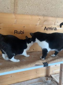 Rubi Bild von Rubi