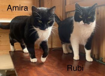 Rubi Bild von Rubi