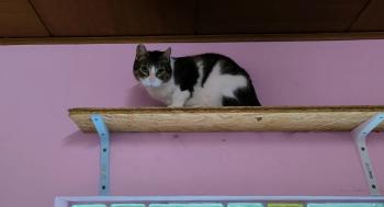 Oscar Bild von Oscar
