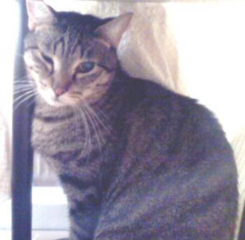 Chatri Bild von Chatri