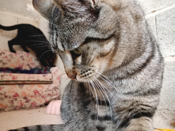 Bild von Timon