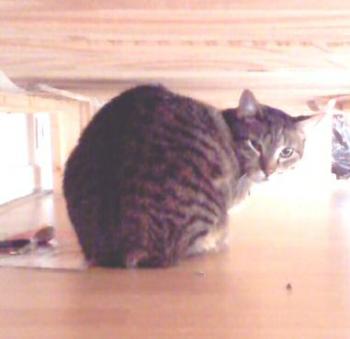 Chatri Bild von Chatri