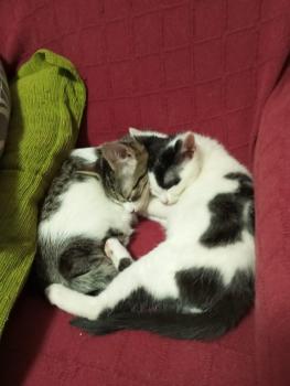 Oreo Bild von Oreo
