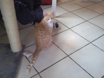 Rubia Bild von Rubia