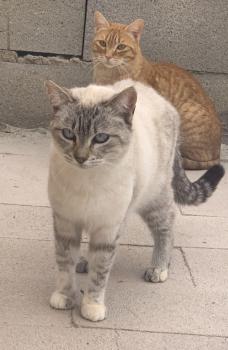 Mika Bild von Mika